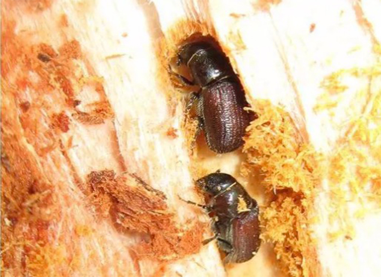 花旗松樹(shù)皮甲蟲(chóng)