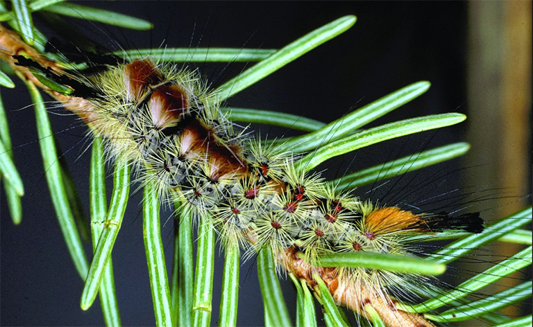 格拉斯冷杉草蛾幼蟲(chóng)