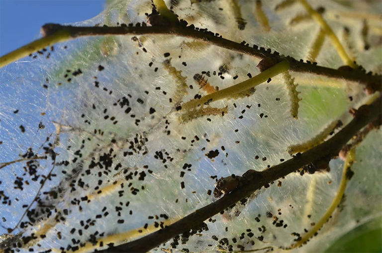 秋季網(wǎng)絡(luò)蠕蟲(chóng)