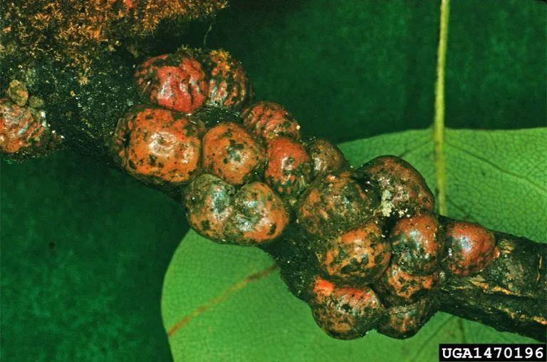 規(guī)模的昆蟲(chóng)感染植物