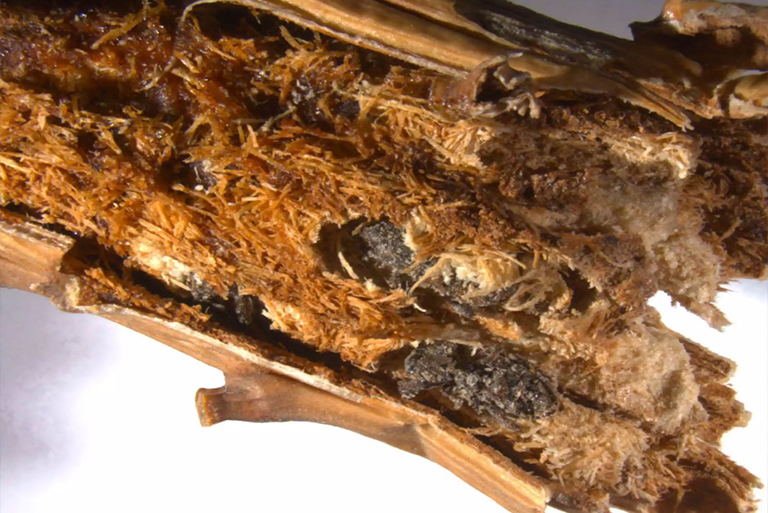 白松象鼻蟲(chóng)