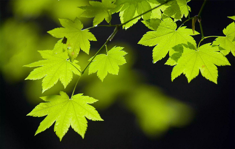 關(guān)閉藤槭樹(shù)葉子