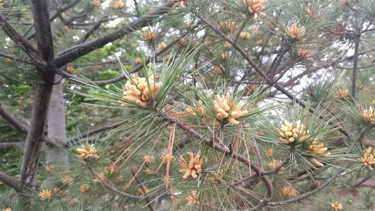 針葉樹病的預(yù)防和控制