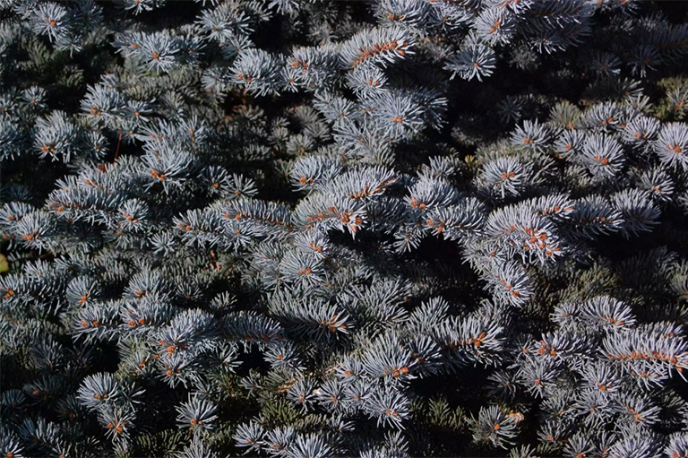 科羅拉多州藍(lán)色云杉樹