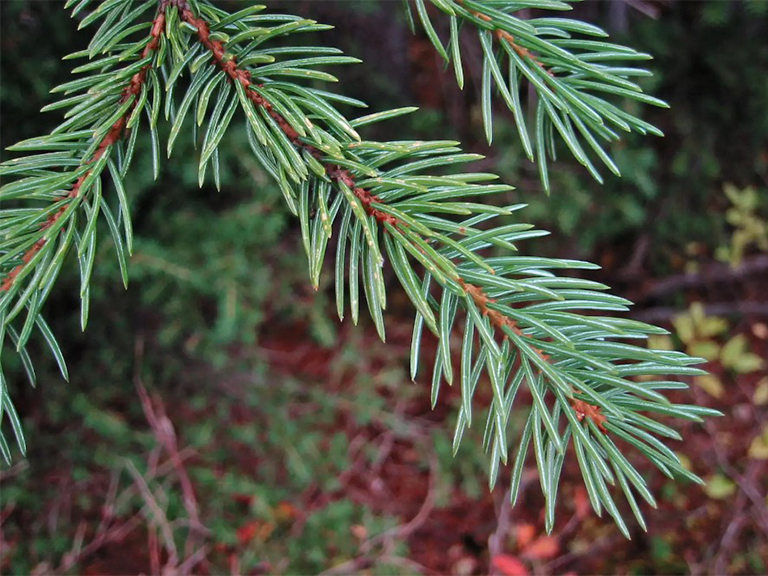 恩格曼云杉的樹枝g