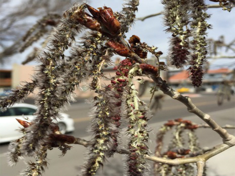 震動(dòng)白楊柳絮