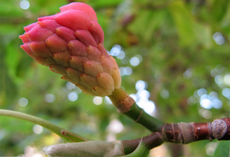 黃瓜玉蘭樹(shù)