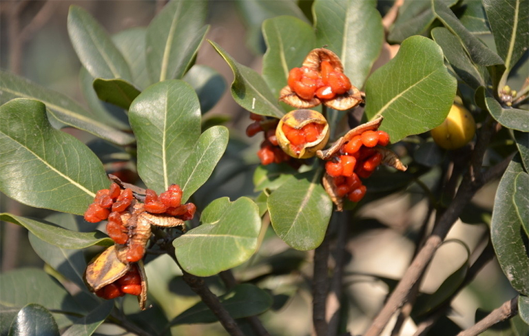 樹木種子繁殖要點(diǎn)
