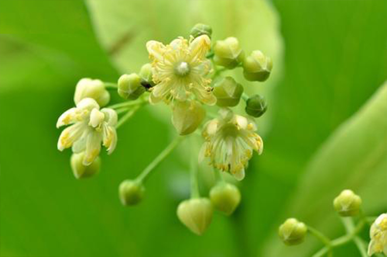 美國bass木，也稱為菩提樹