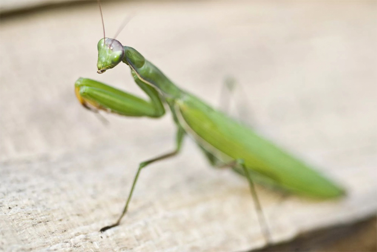 螳螂站立，雙臂準(zhǔn)備誘捕獵物