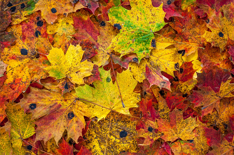 為越冬的蝴蝶和毛毛蟲提供遮蓋物