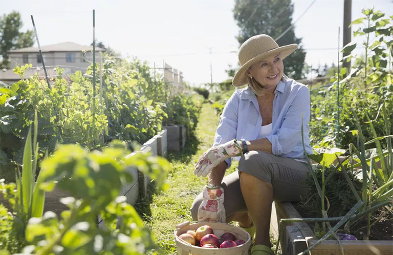 菜園害蟲(chóng)