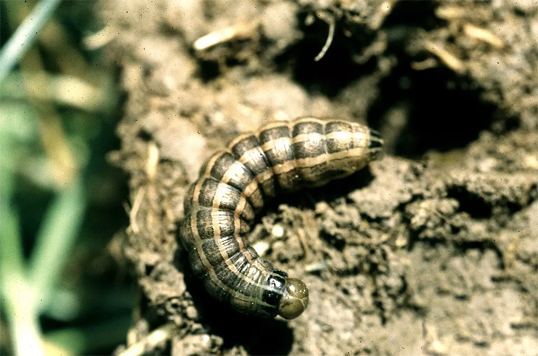 青銅角蟲(chóng)和其他角蟲(chóng)