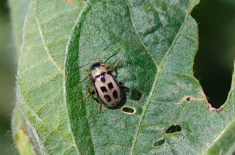 豆葉甲蟲(chóng)