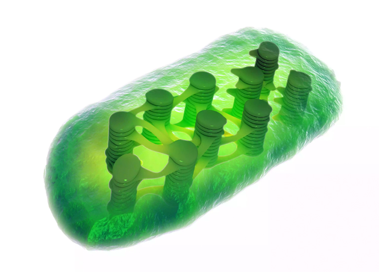 葉綠體是植物細(xì)胞中光合作用的場(chǎng)所