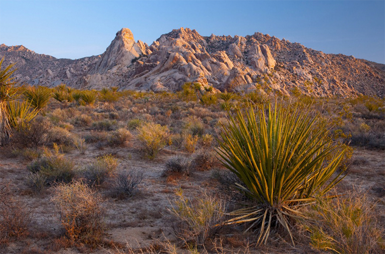 莫哈韋國家保護(hù)區(qū)，加利福尼亞，美國，北美洲
