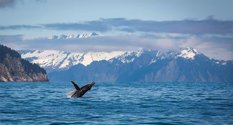 基奈峽灣國(guó)家公園