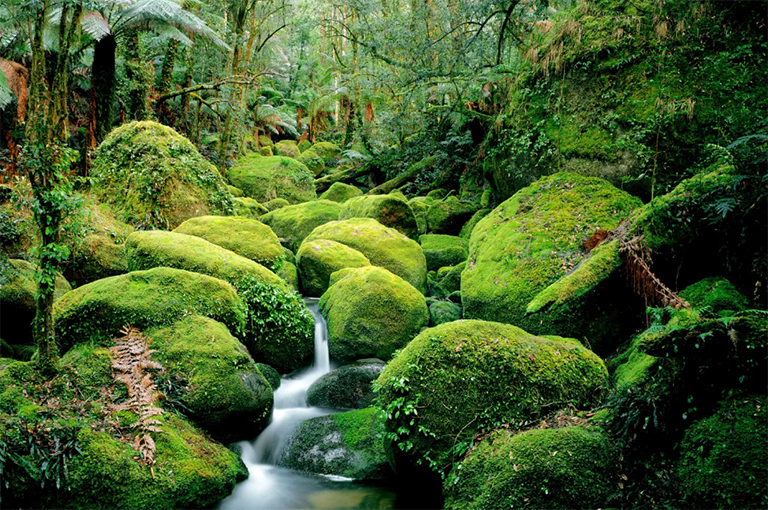 小溪流過(guò)長(zhǎng)滿青苔的巨石